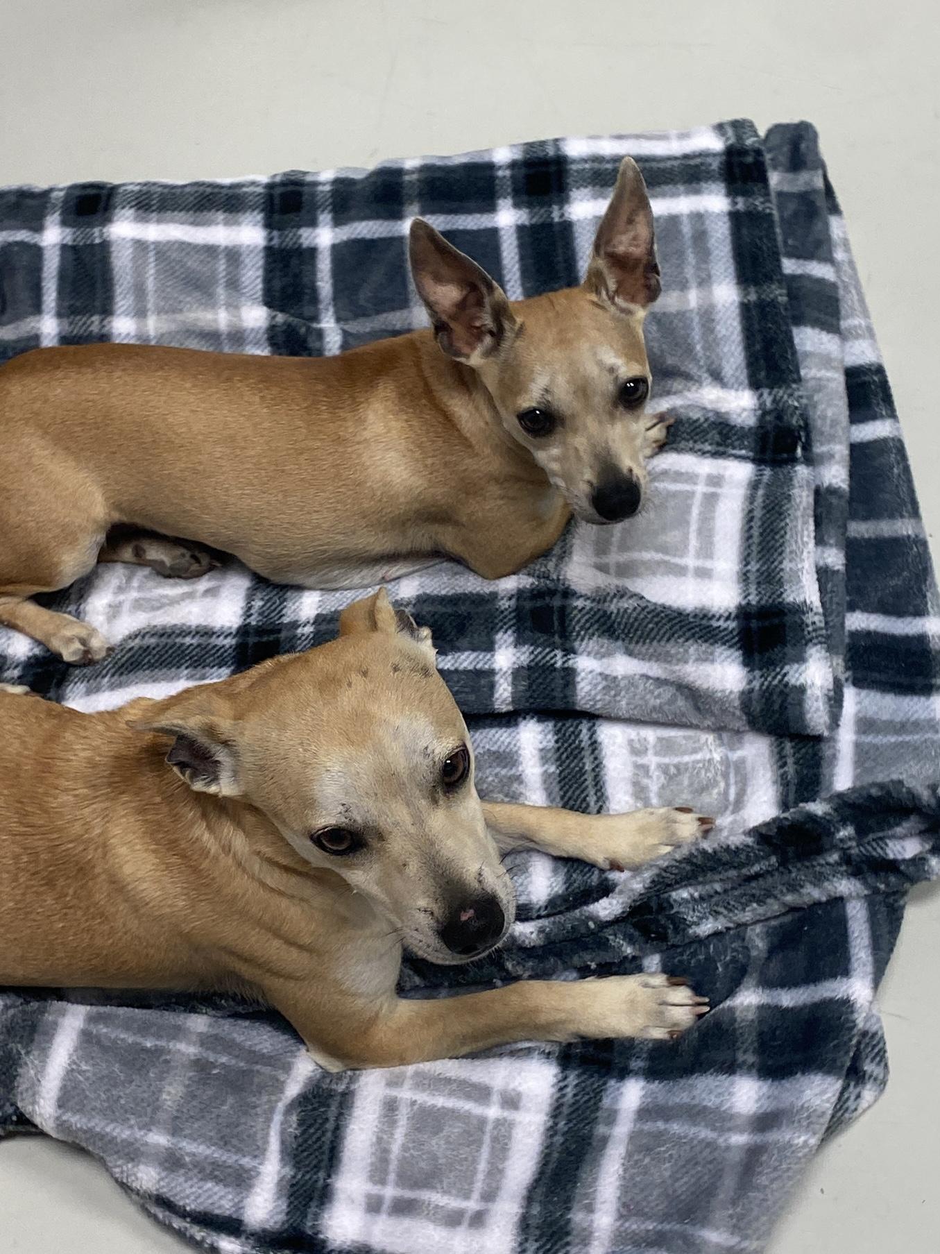 Enlarge Mr. and Mrs. Smith, an adopted Chihuahua in Hartford, KY image 3/6