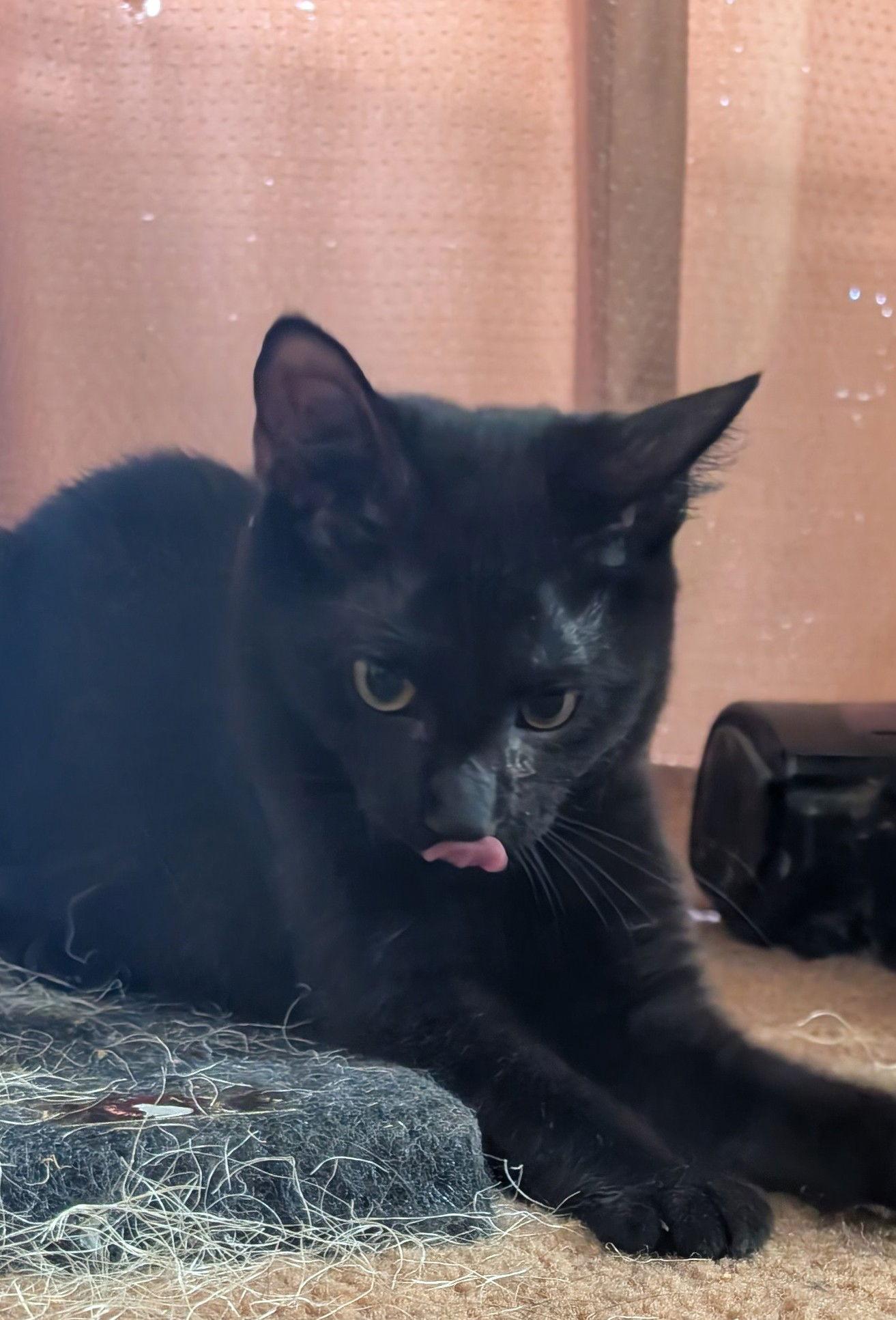 Zambia, Adoptable, Kitten Male Domestic Short Hair.