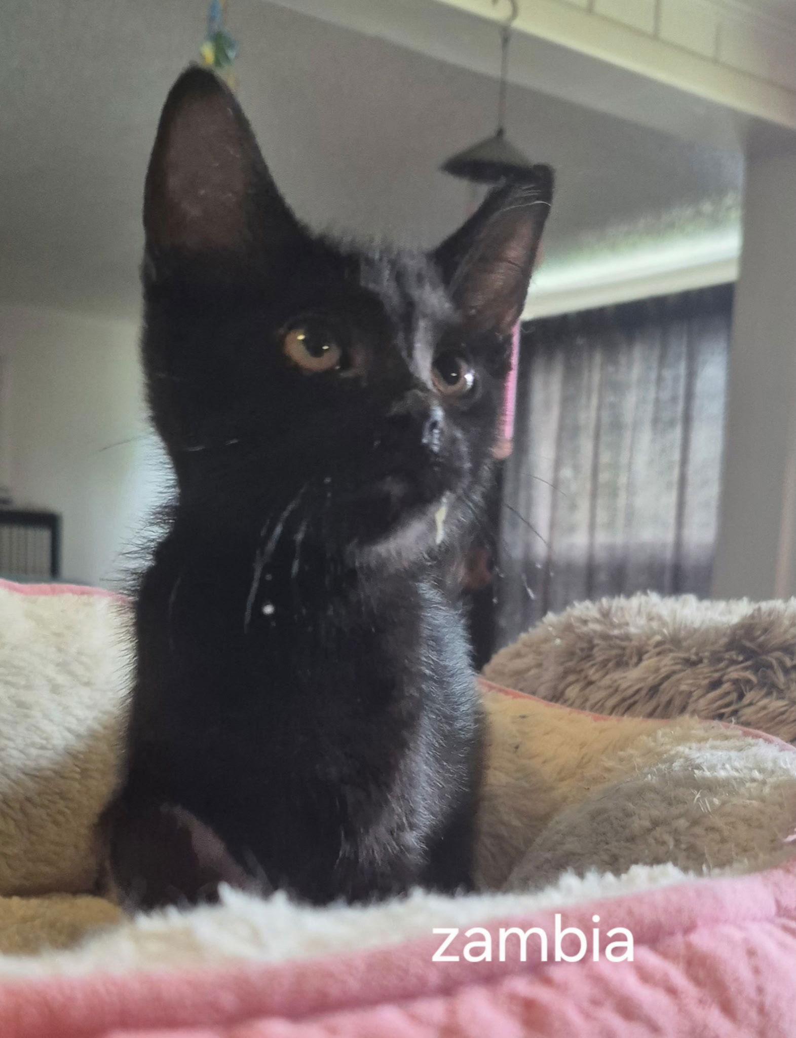 Enlarge Zambia, a Adoptable Domestic Short Hair in Oviedo, FL image 2/2