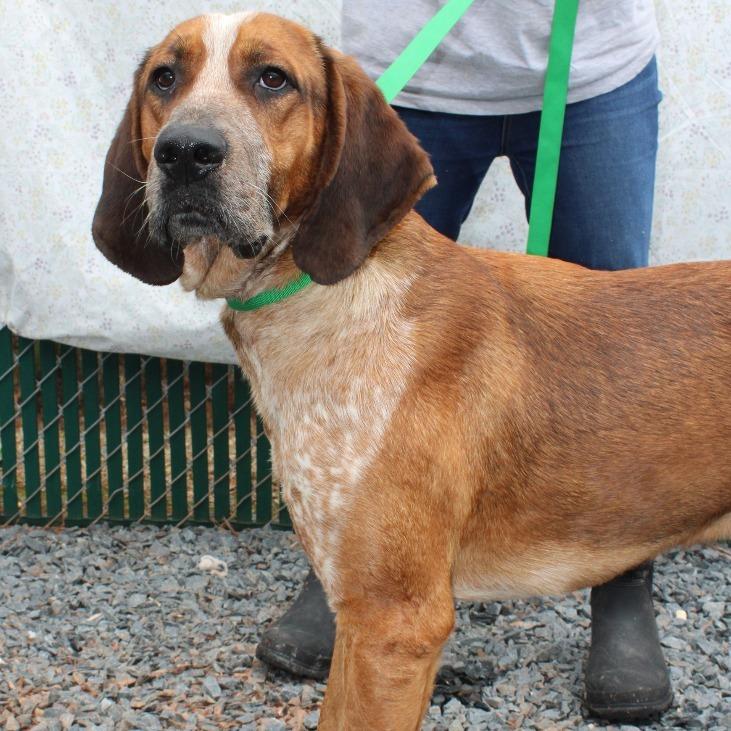 Red, Adoptable, Adult Male Mixed Breed.