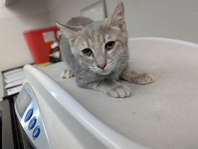 TREK, Adoptable, Kitten Female Domestic Short Hair.