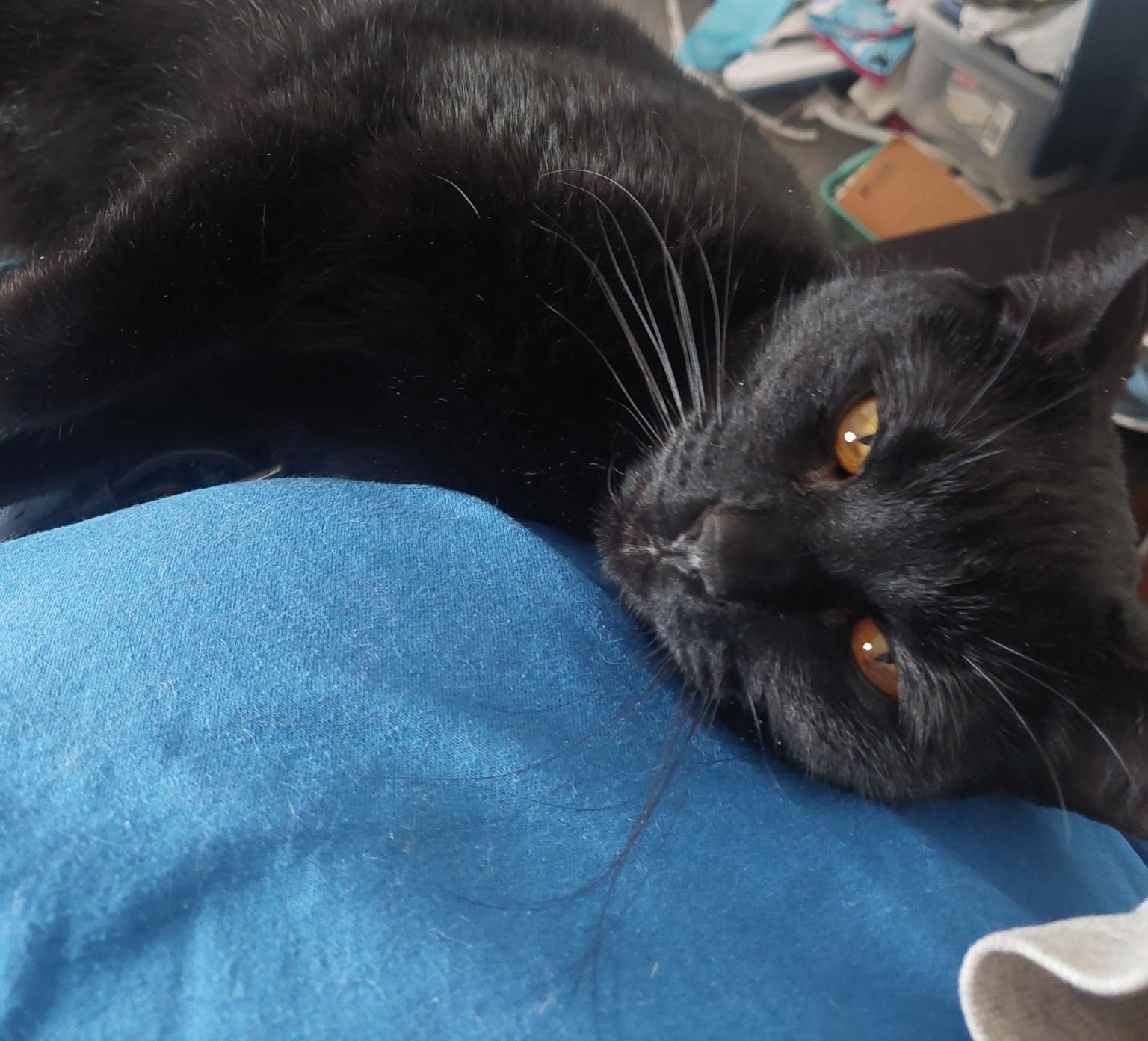 Licorice, a Adoptable Domestic Short Hair in Jeffersonville, IN image 1/2