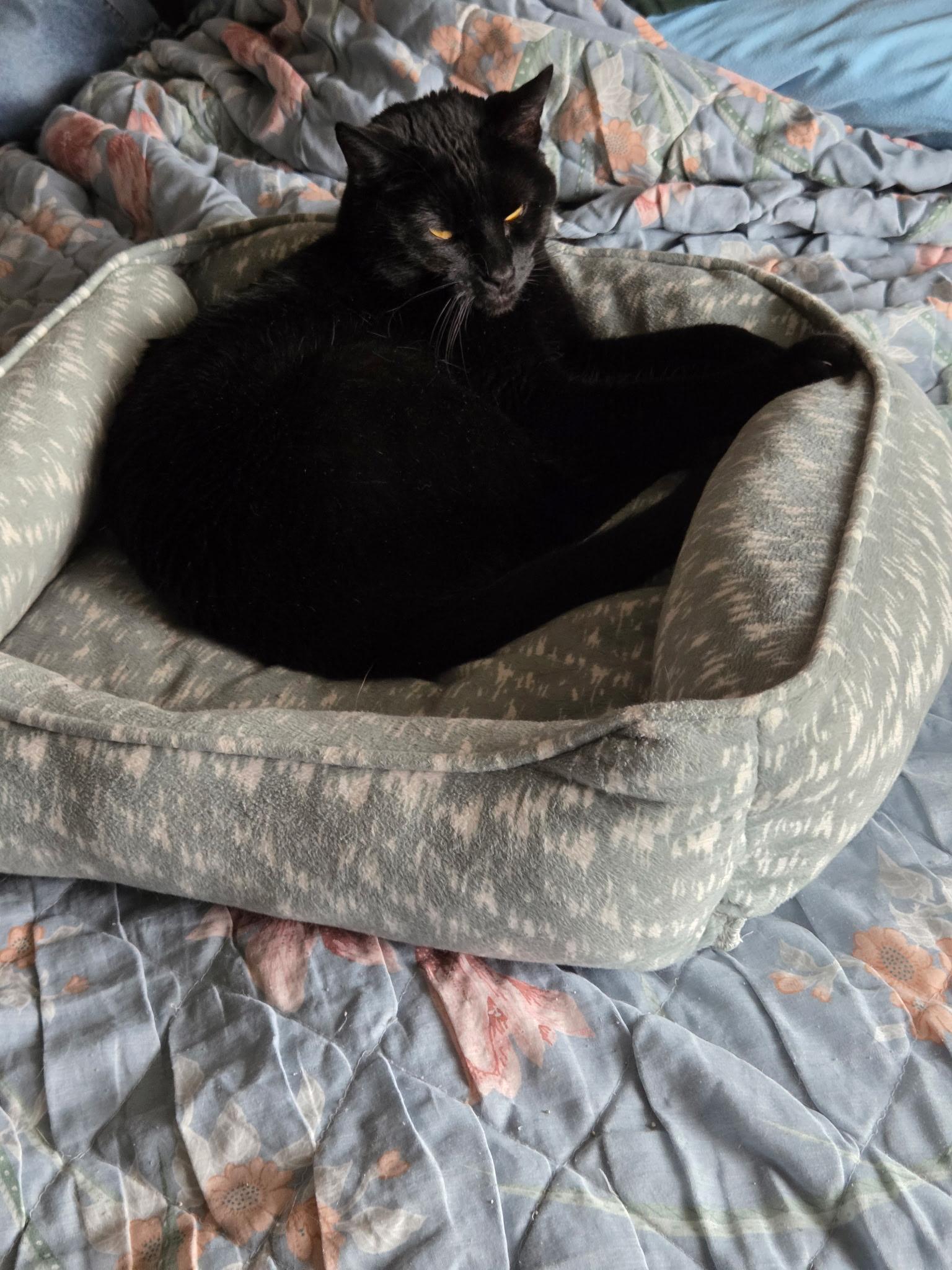 Licorice, a Adoptable Domestic Short Hair in Jeffersonville, IN image 2/2