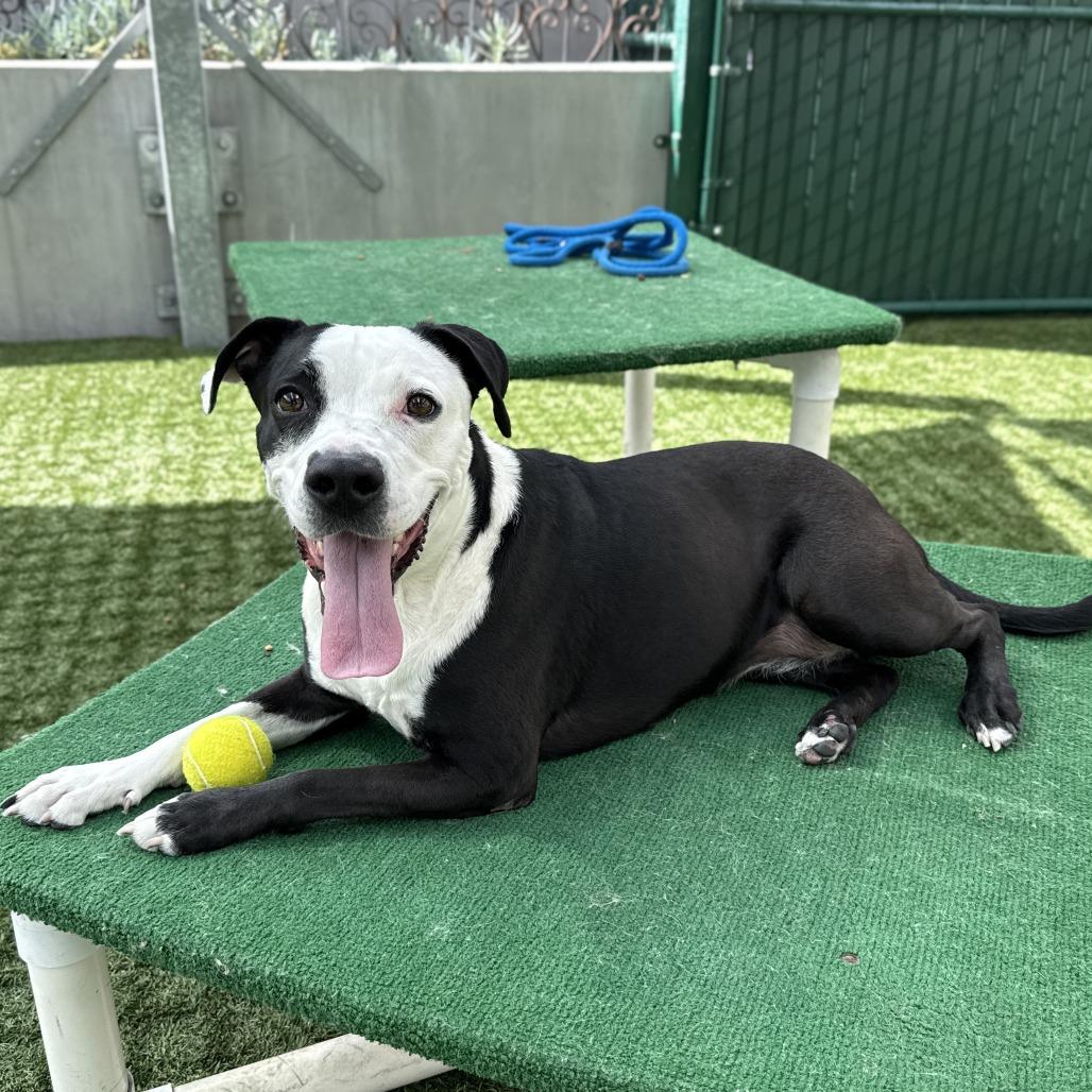 Monica, a Adoptable Pit Bull Terrier in Pasadena, CA image 6/6