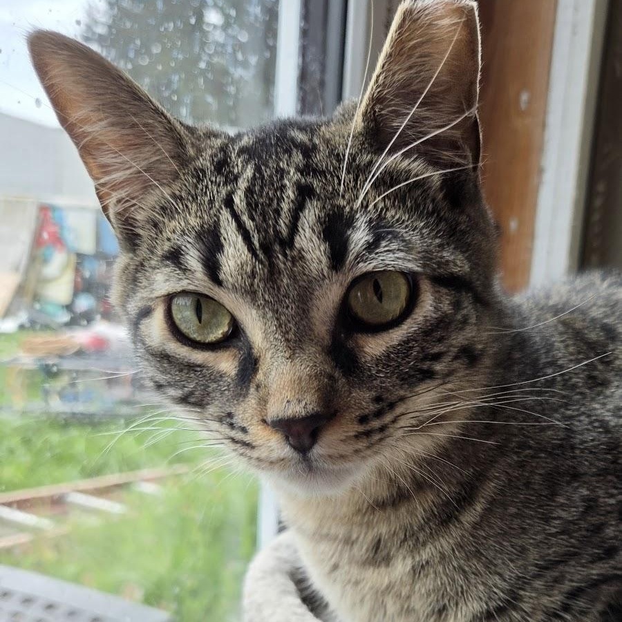 Enlarge Prince (Bonded to Zoro), a ADOPTABLE Domestic Short Hair in Renton , WA image 6/6