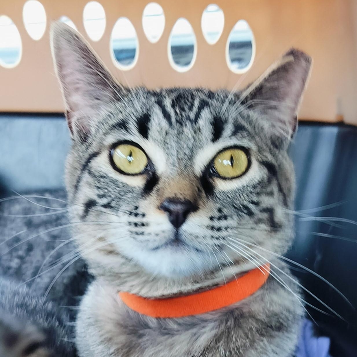 Enlarge Prince, a ADOPTABLE Domestic Short Hair in Renton , WA image 3/5