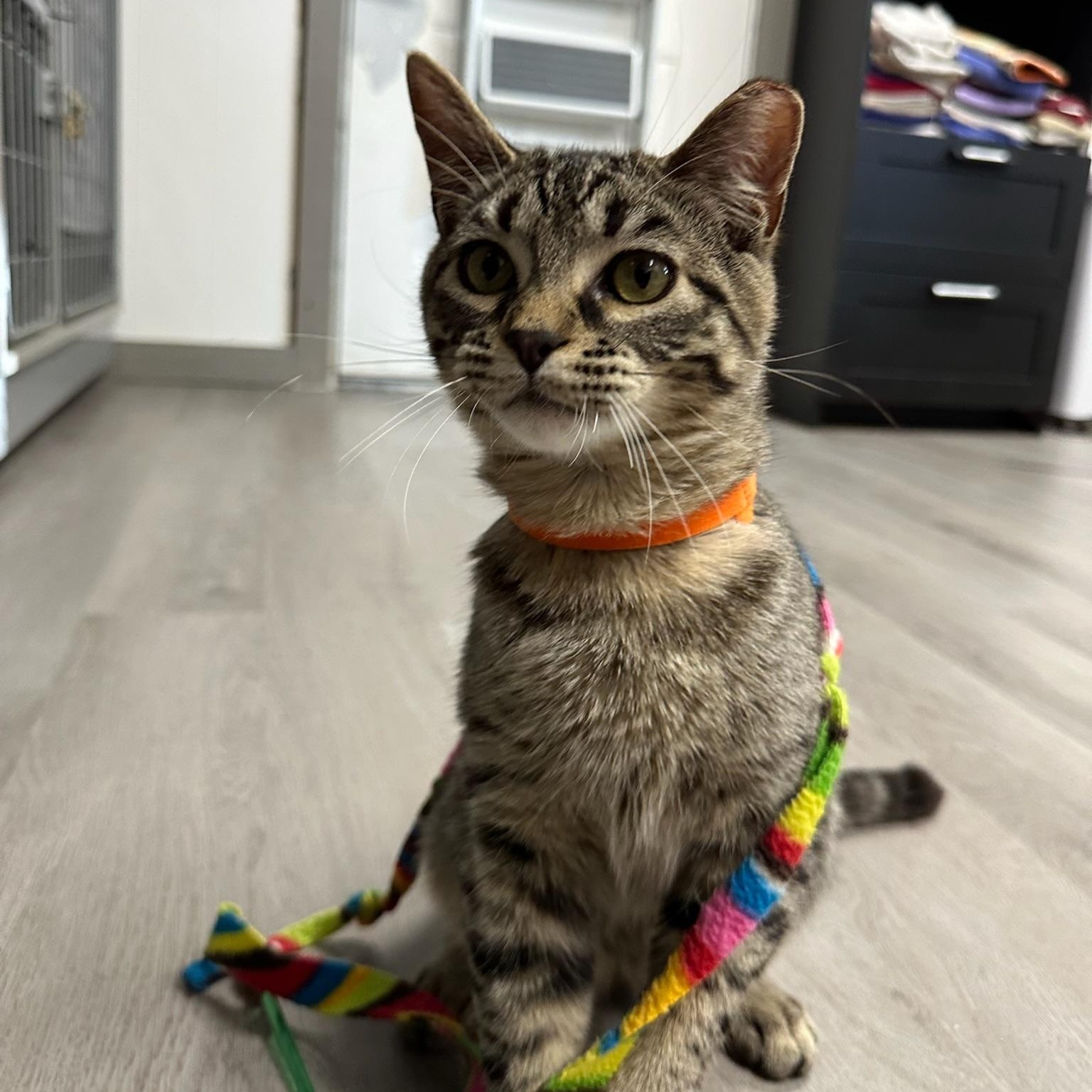 Enlarge Prince, a ADOPTABLE Domestic Short Hair in Renton , WA image 2/5