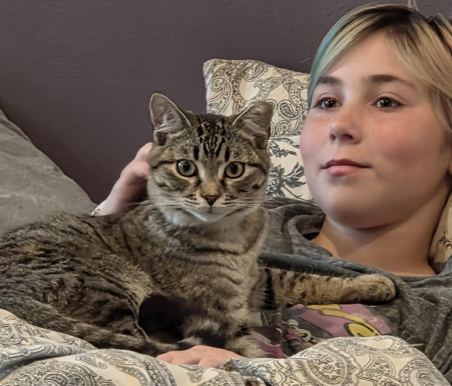 Enlarge Prince (Bonded to Zoro), a ADOPTABLE Domestic Short Hair in Renton , WA image 1/6