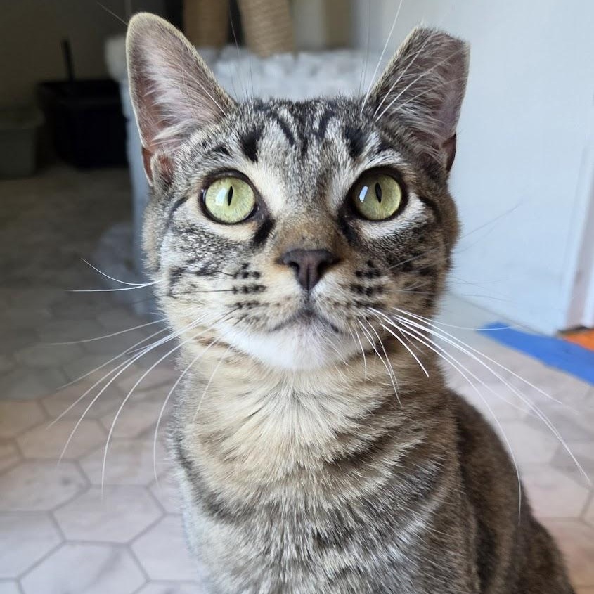 Prince (Bonded to Zoro), ADOPTABLE, Kitten Male Domestic Short Hair.