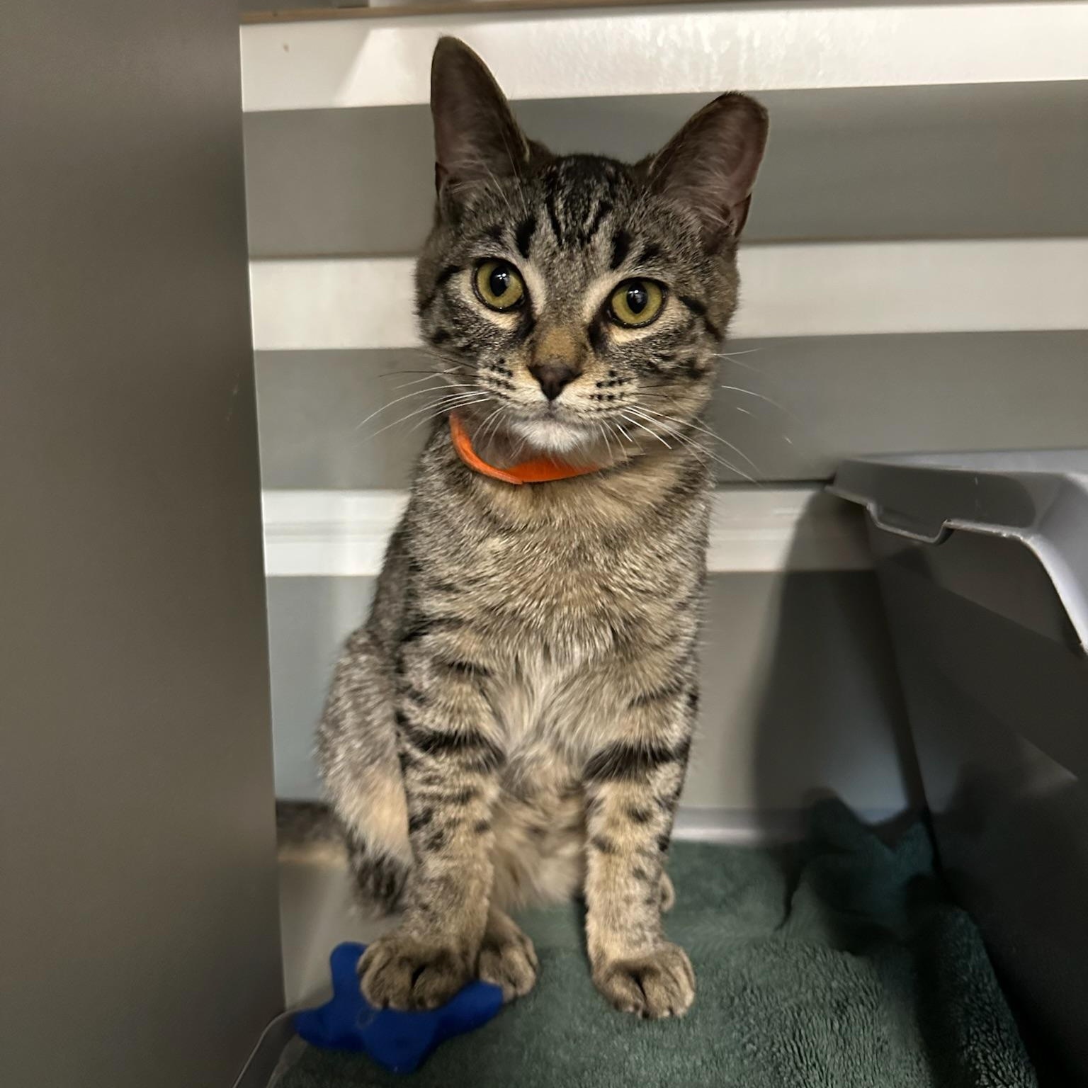 Enlarge Prince, a ADOPTABLE Domestic Short Hair in Renton , WA image 4/5