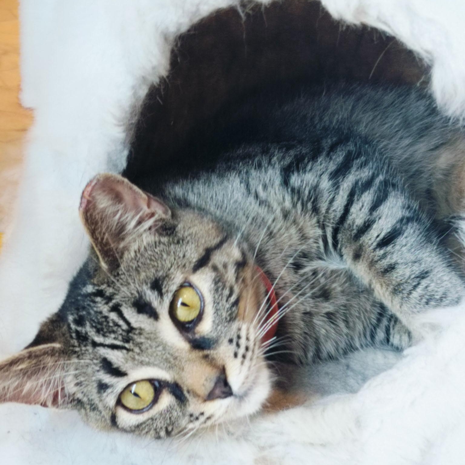 Prince, ADOPTABLE, Kitten Male Domestic Short Hair.