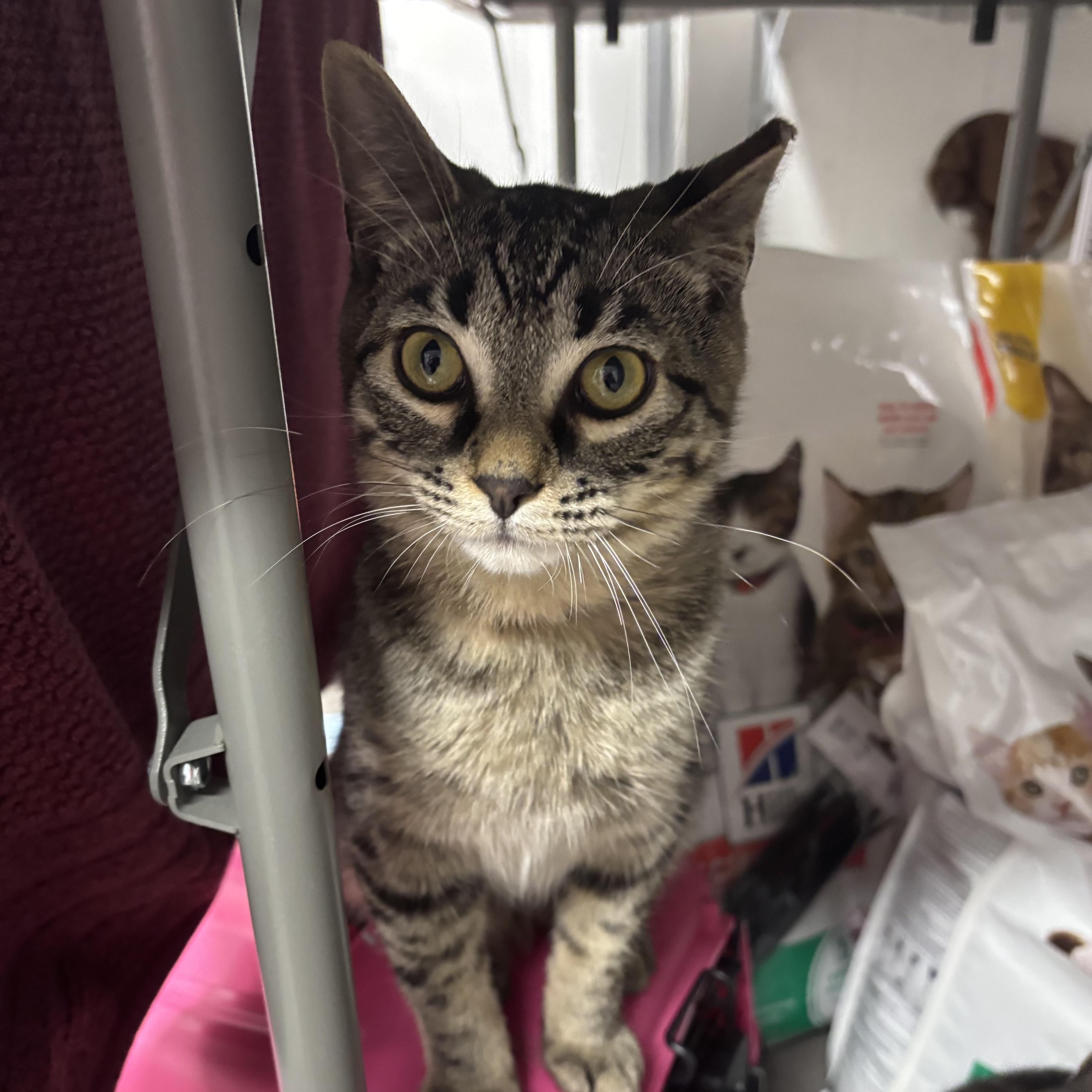 Enlarge Prince, a ADOPTABLE Domestic Short Hair in Renton , WA image 5/5