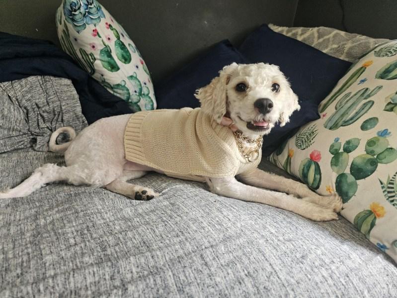 Feather, Adopted, Adult Female Miniature Poodle.