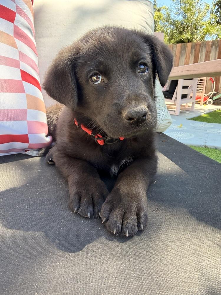 Dydasco, Adoptable, Puppy Male German Shepherd Dog.