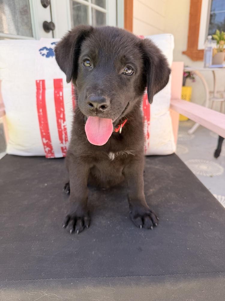 Enlarge Dydasco, a Adoptable mixed breed in Pleasant Hill, CA image 2/3