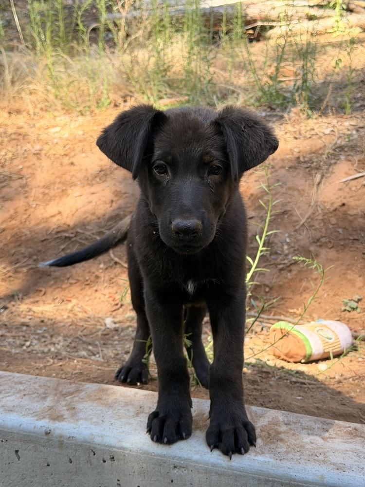 Enlarge Dydasco, a Adoptable mixed breed in Pleasant Hill, CA image 3/3