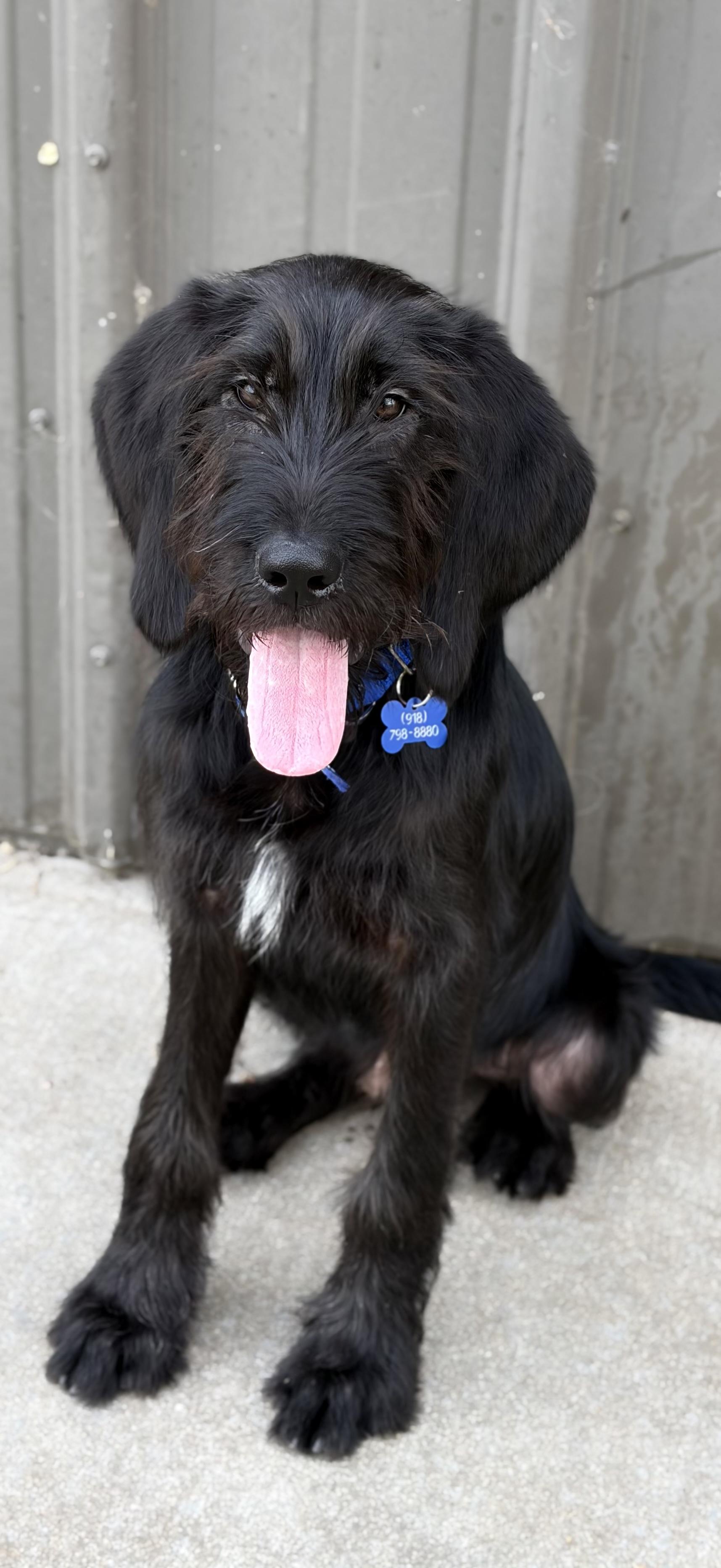 Rocky Road, adopted, Puppy Male Schnauzer.