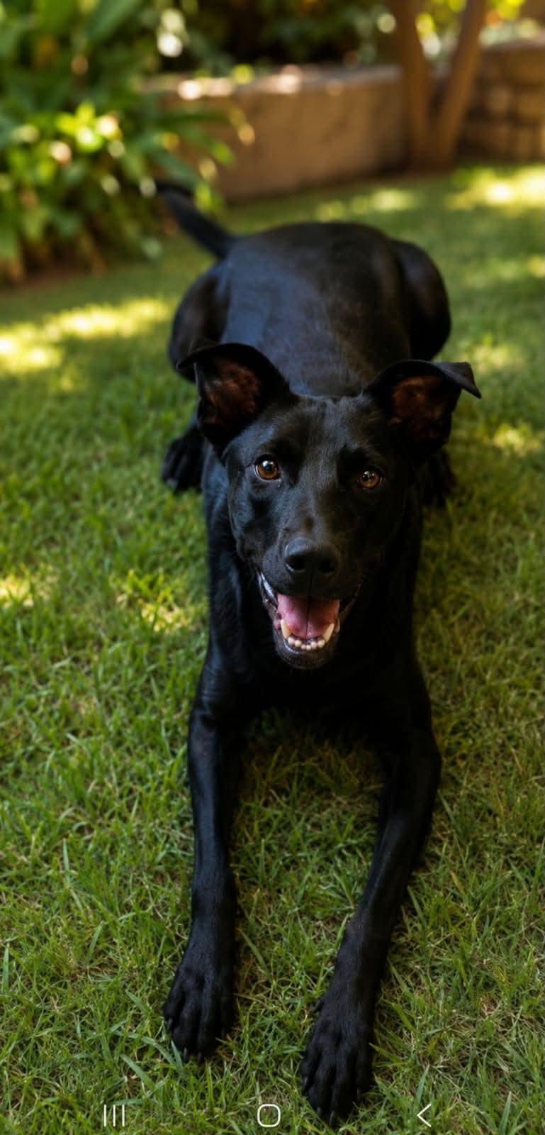 Noah, Adoptable, Young Male Black Labrador Retriever.