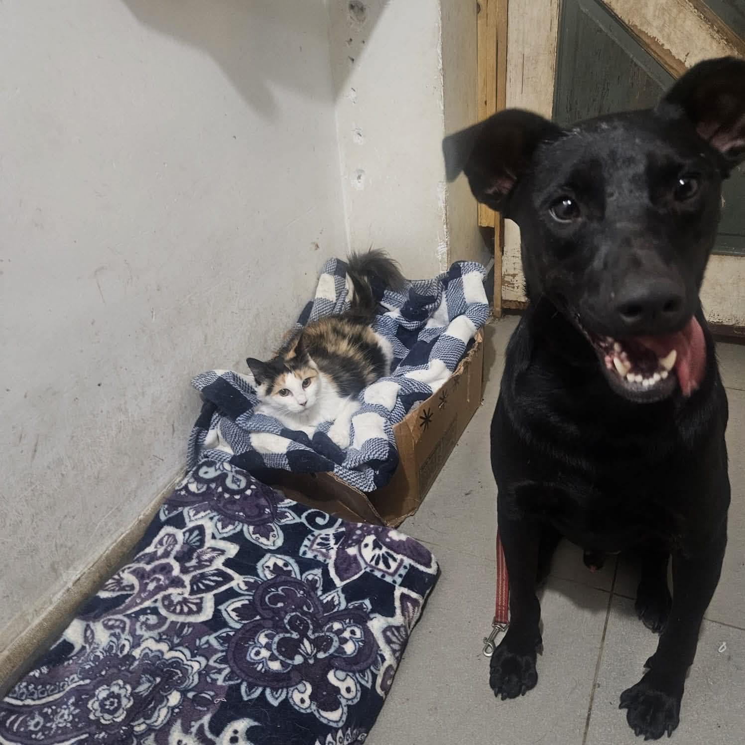 Enlarge Noah, a Adoptable Black Labrador Retriever in Escondido, CA image 3/3