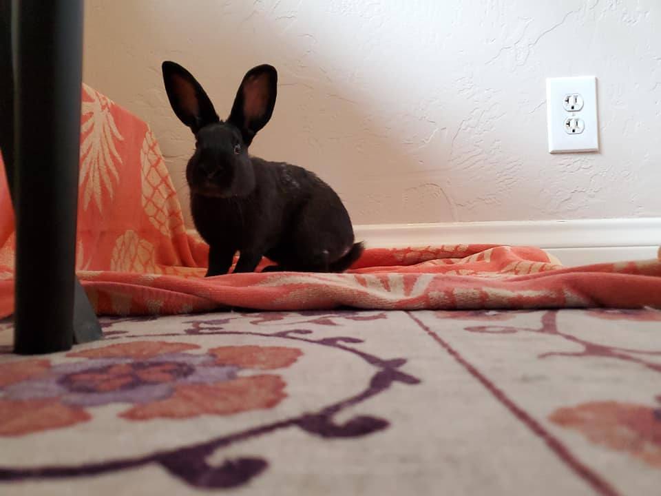 Toupee, a Adoptable Havana in Los Angeles, CA image 1/2
