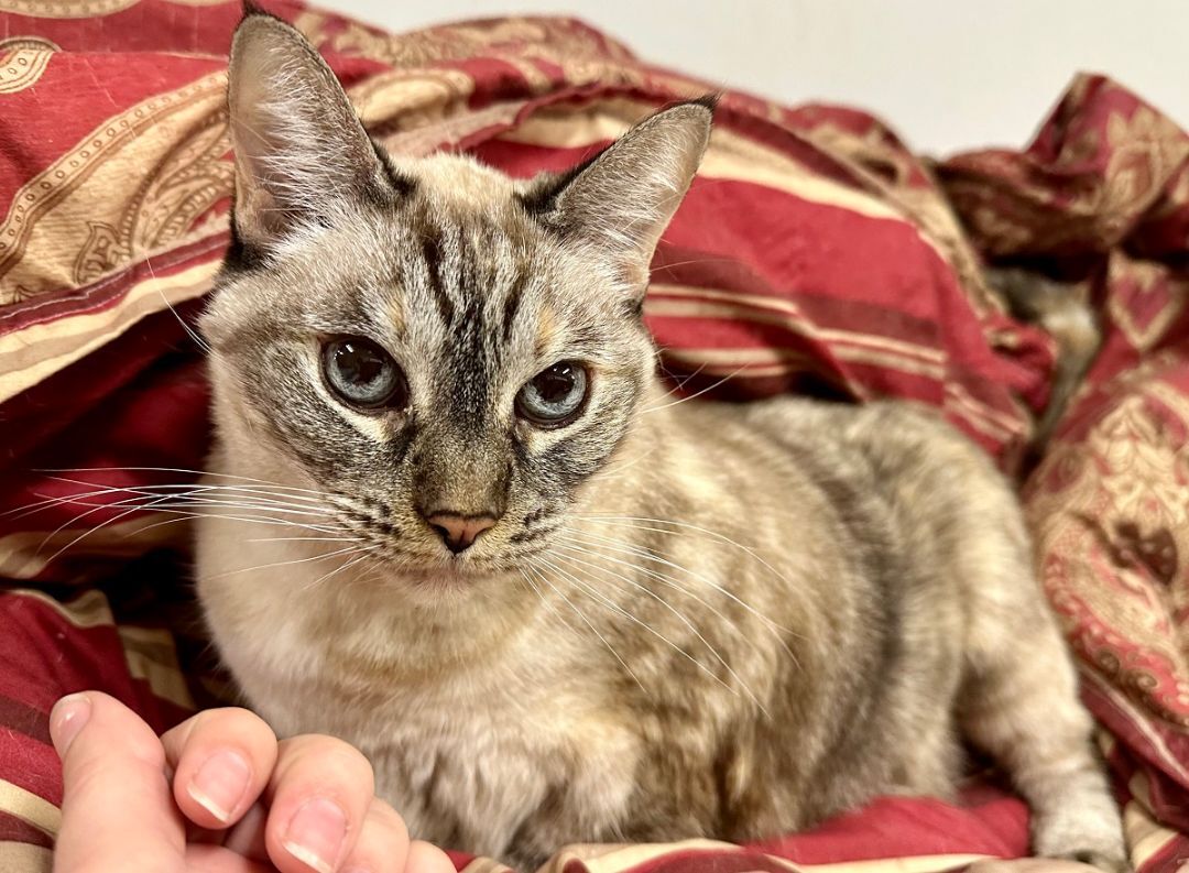 Enlarge Jasmine, a Adoptable Tabby in Midway City, CA image 1/15