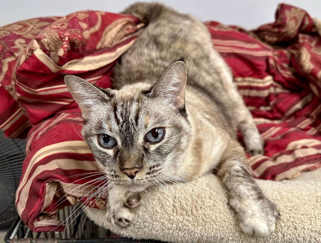 Enlarge Jasmine, a Adoptable Tabby in Midway City, CA image 2/15
