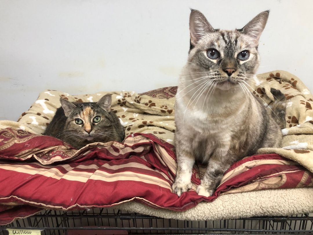 Enlarge Jasmine, a Adoptable Tabby in Midway City, CA image 3/15