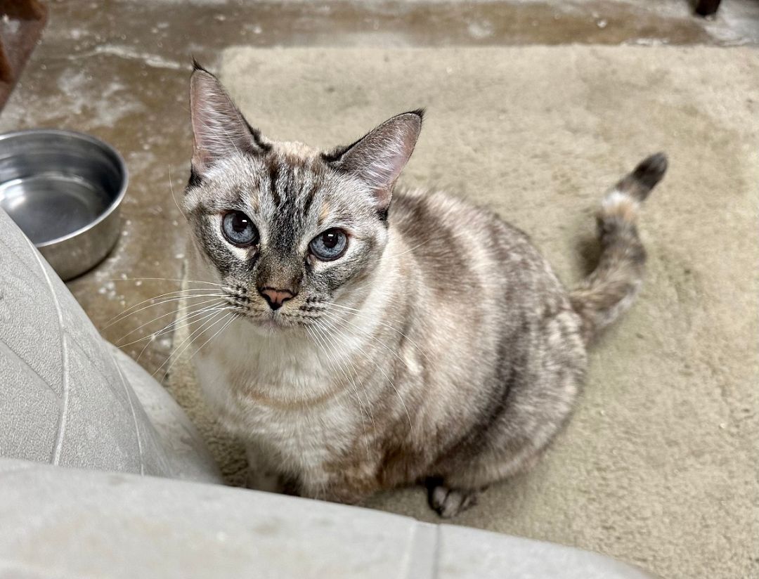 Enlarge Jasmine, a Adoptable Tabby in Midway City, CA image 4/15