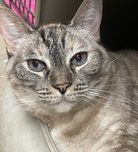 Enlarge Jasmine, a Adoptable Tabby in Midway City, CA image 5/15