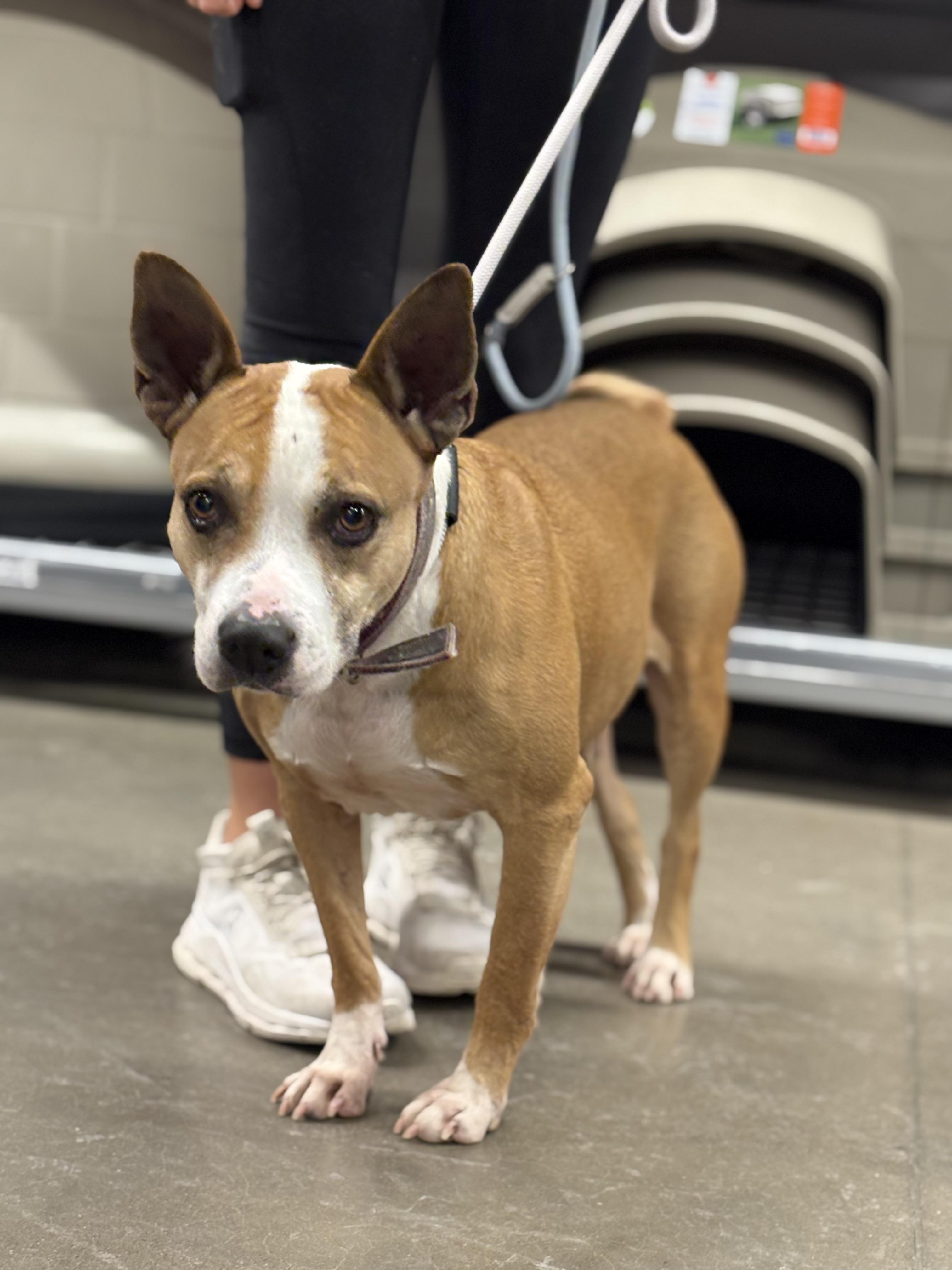 Enlarge Elora, a Adoptable mixed breed in Zimmerman, MN image 1/2