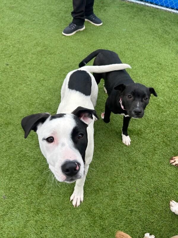 Enlarge Ripley, a Adoptable mixed breed in Alma, WI image 1/6