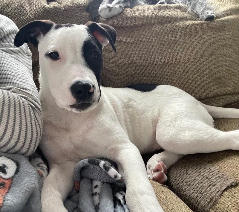 Enlarge Ripley, a Adoptable mixed breed in Alma, WI image 2/6