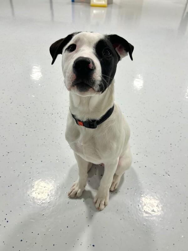 Enlarge Ripley, a Adoptable mixed breed in Alma, WI image 3/6