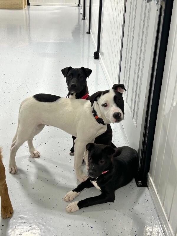 Enlarge Ripley, a Adoptable mixed breed in Alma, WI image 5/6