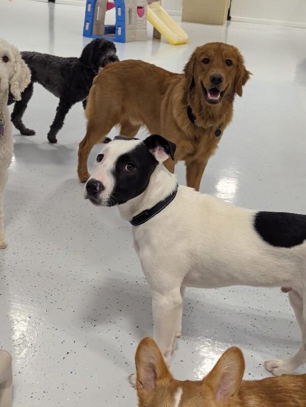 Enlarge Ripley, a Adoptable mixed breed in Alma, WI image 6/6