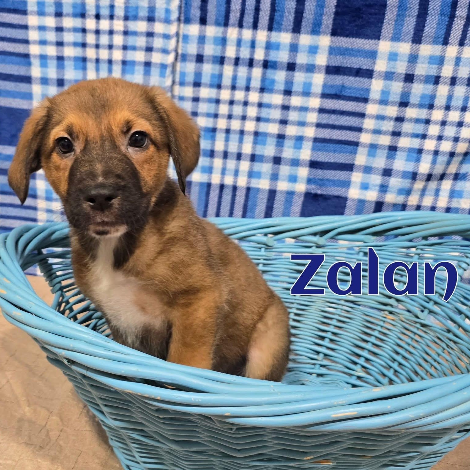 Enlarge Zalan, an adopted mixed breed in Joliet, IL image 1/1