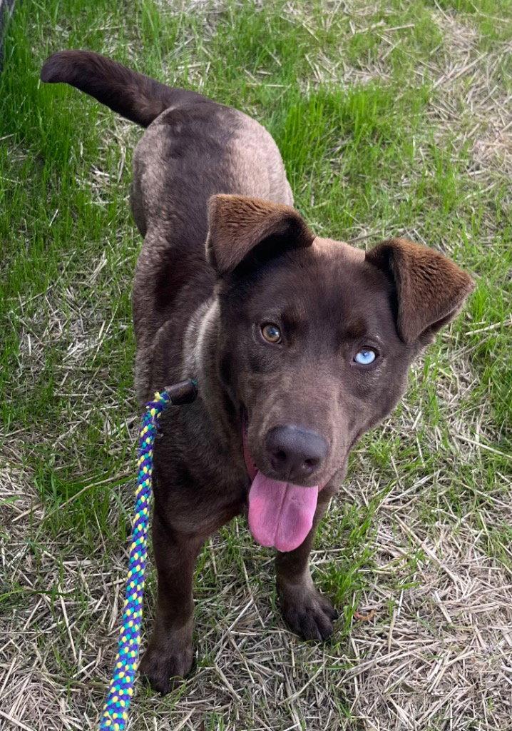 Enlarge 26-120 Calypso, a Adoptable Labrador Retriever in Tarboro, NC image 1/3