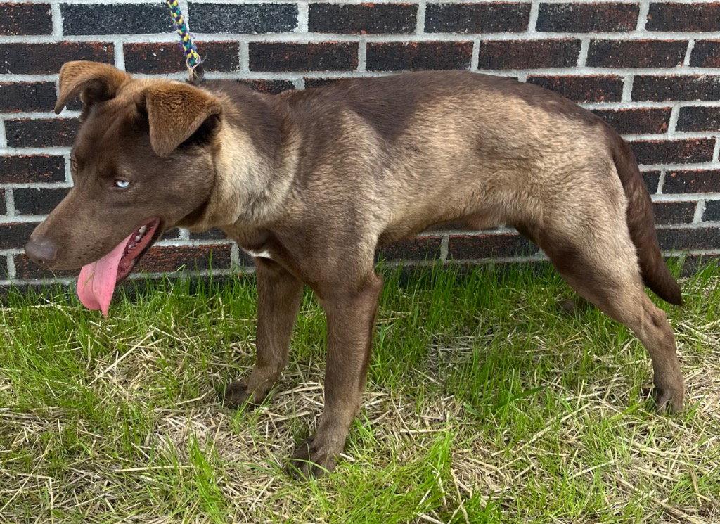 Enlarge 26-120 Calypso, a Adoptable Labrador Retriever in Tarboro, NC image 2/3