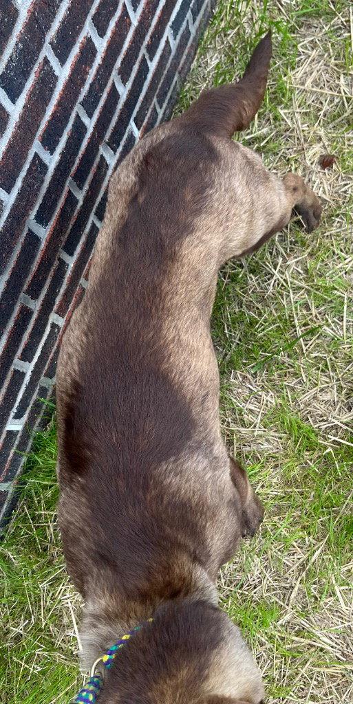 Enlarge 26-120 Calypso, a Adoptable Labrador Retriever in Tarboro, NC image 3/3