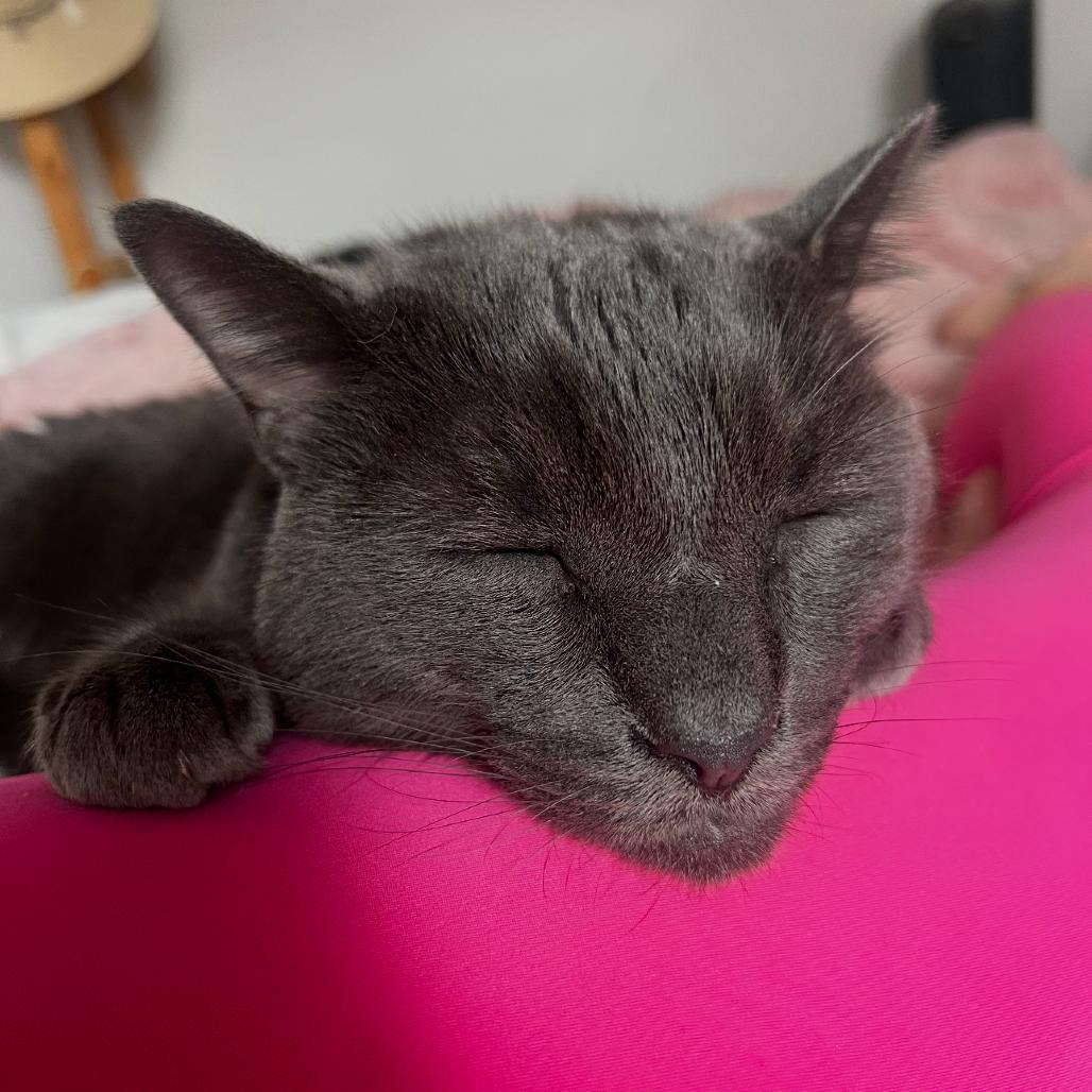 Bleu, Adoptable, Adult Male Russian Blue & Domestic Short Hair.