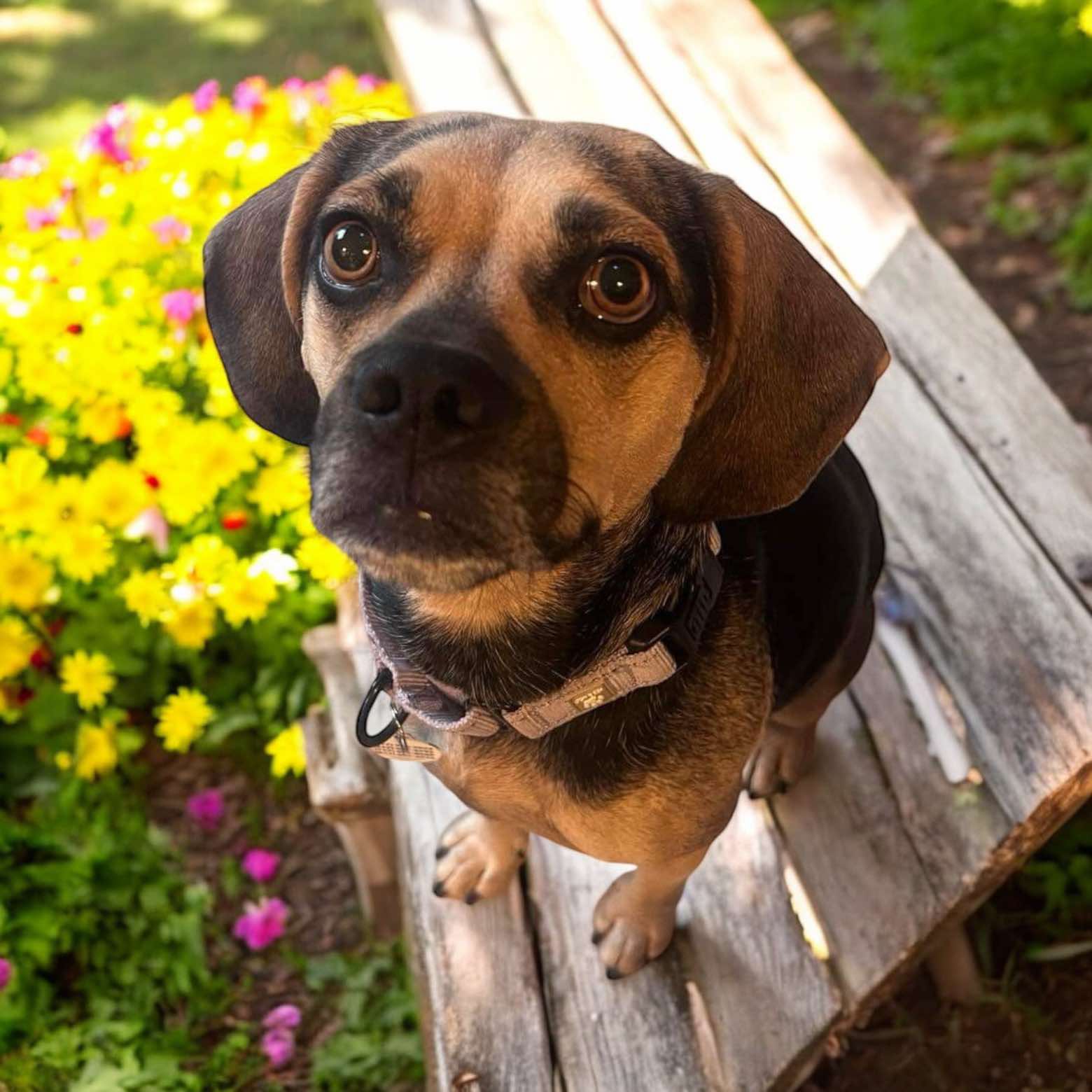 Dog for adoption Tatooine, a Beagle in Bloomsburg , PA Petfinder