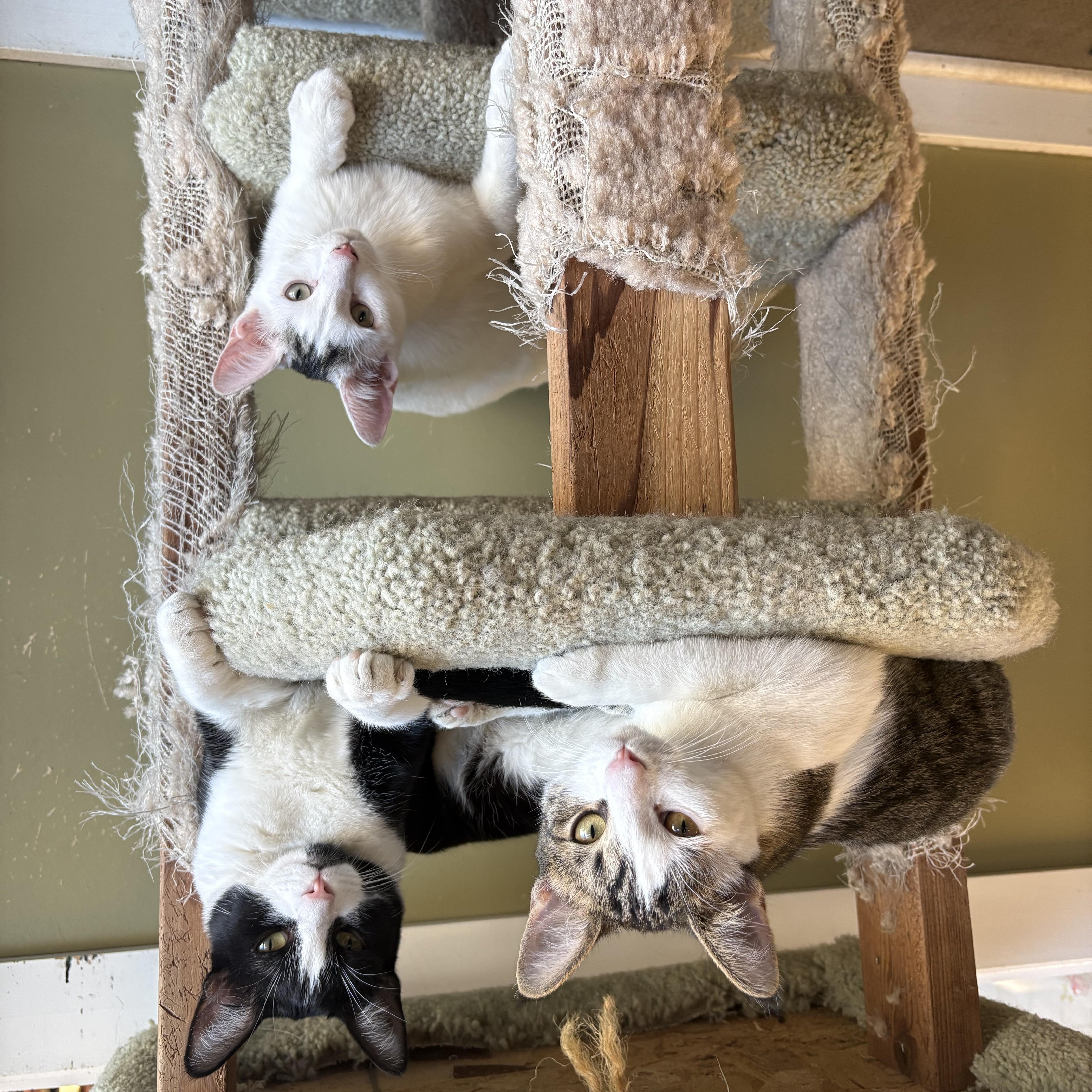 Enlarge Mama Mirasol, Skittles & Beans, a Adoptable Domestic Short Hair in Grass Valley, CA image 2/2
