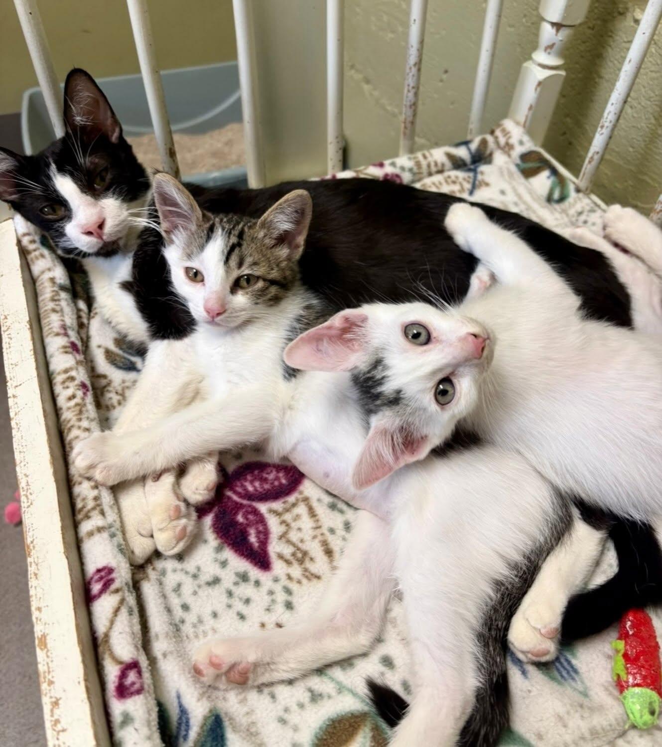 Mama Mirasol, Skittles & Beans, Adoptable, Young Female Domestic Short Hair.
