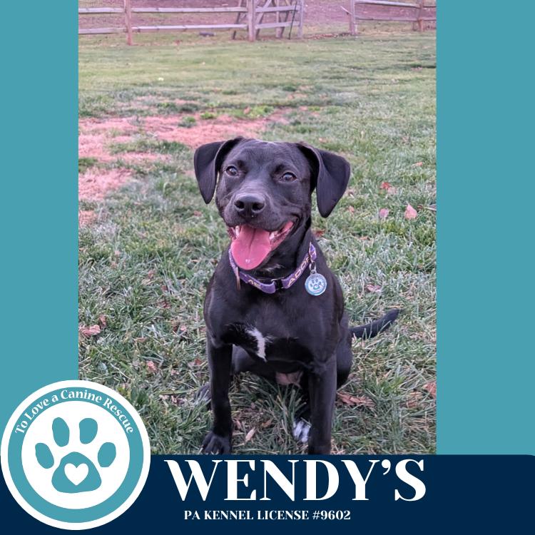 Wendy's (Drive-Thru Crew) 082325, Adoptable, Young Female Labrador Retriever.