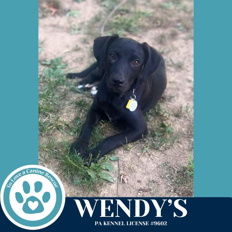 Enlarge Wendy's (Drive-Thru Crew) 082325, a Adoptable mixed breed in Kimberton, PA image 2/6