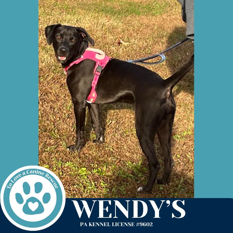 Enlarge Wendy's (Drive-Thru Crew) 082325, a Adoptable mixed breed in Kimberton, PA image 3/6