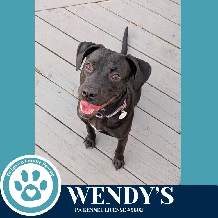Enlarge Wendy's (Drive-Thru Crew) 082325, a Adoptable mixed breed in Kimberton, PA image 4/6
