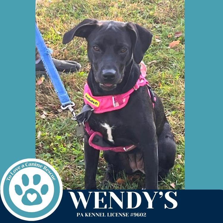 Enlarge Wendy's (Drive-Thru Crew) 082325, a Adoptable mixed breed in Kimberton, PA image 5/6
