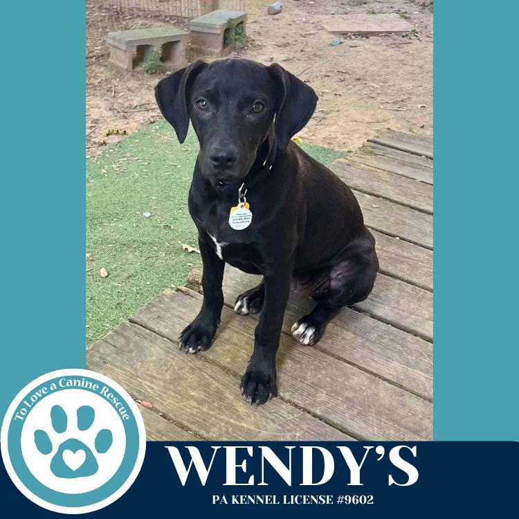 Enlarge Wendy's (Drive-Thru Crew) 082325, a Adoptable mixed breed in Kimberton, PA image 6/6