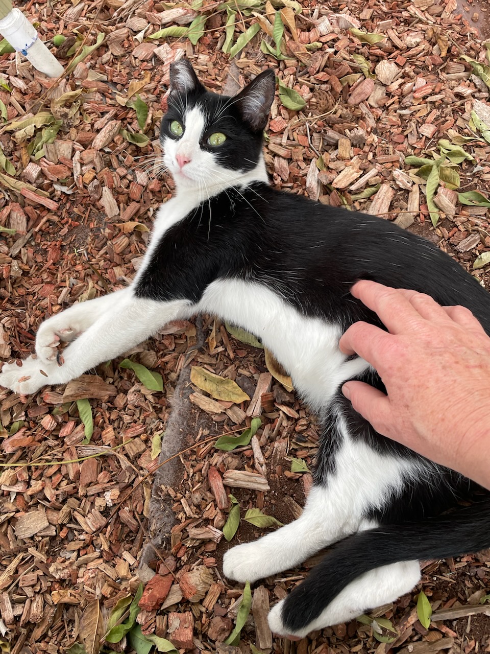 Cat for adoption Nina, an American Shorthair in San Diego, CA Petfinder